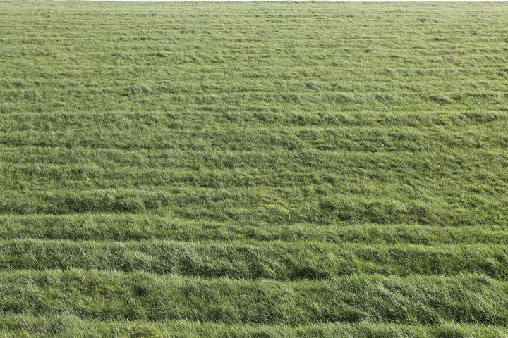 The greenest Grass - Christine aka stine1