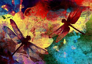 Dragonflies and Orchids