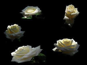 Brilliant Rose
