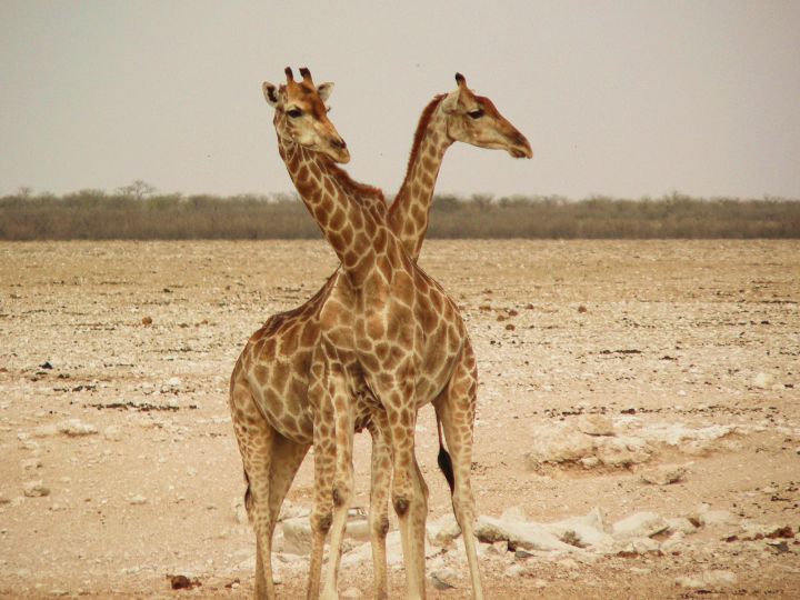 Two headed giraffe - Traveller - Photography, Animals, Birds, & Fish ...