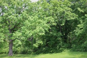 Forest Green - D. Raymond-Wryhte - Photography, Landscapes & Nature ...