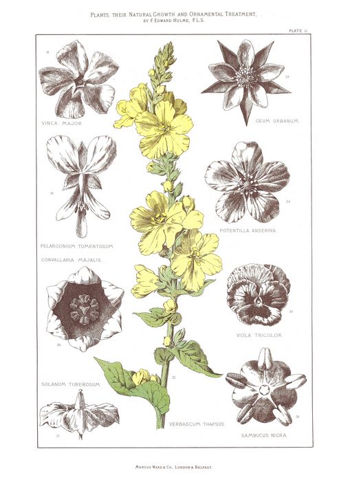 Vinca and other varieties of flowers - Larry B. Simpson
