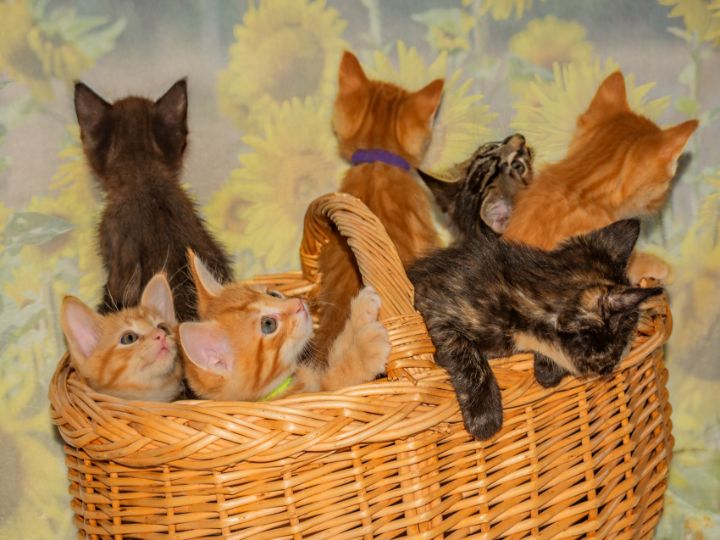 7 Kittens in a basket - by Photoart-Naegele - Photography, Animals