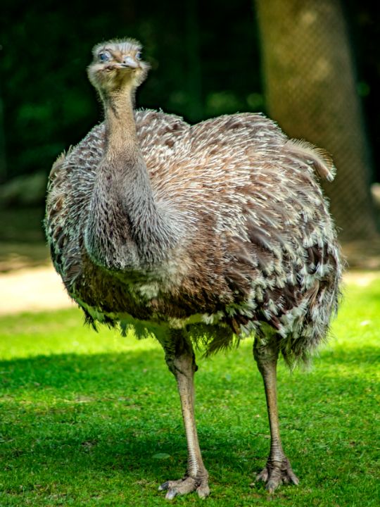 The Emu - by Photoart-Naegele - Photography, Animals, Birds, & Fish ...