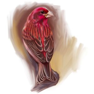 purple finch