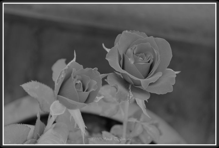Monochrome Roses - Sonali's Artistic Hues
