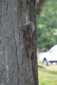 Squirrel Eats Hanging Upside Down - Nina LaMarca Artistic Photography