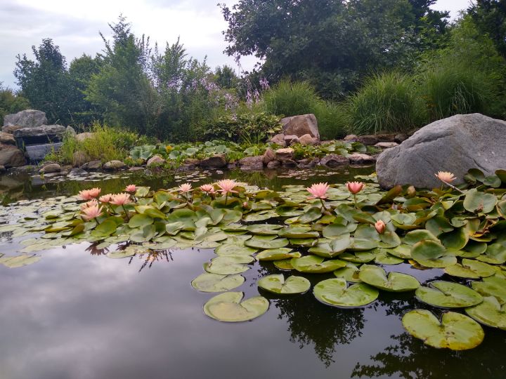Pink Lily Pad Pond at Dusk - Nina LaMarca Artistic Photography