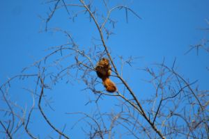 Tree Top Squirrel - Nina LaMarca Artistic Photography