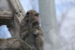 Long Tailed Macaque - Nina LaMarca Artistic Photography