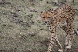 Greeting a Cheetah - Nina LaMarca Artistic Photography