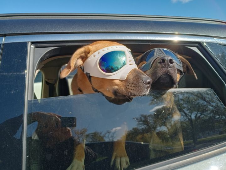 Cool Goggles Doggies - Nina LaMarca Artistic Photography