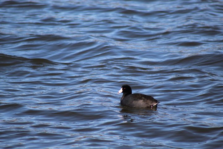 American Coot Poses - Nina La Marca Artistic Photography - Photography ...