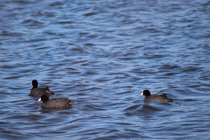 American Coot Ducks - Nina La Marca Artistic Photography - Photography ...