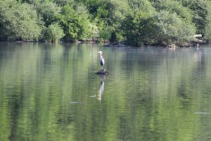 Great Heron Fishes - Nina LaMarca Artistic Photography