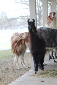 Greeting Baby Llama & Mama - Nina LaMarca Artistic Photography