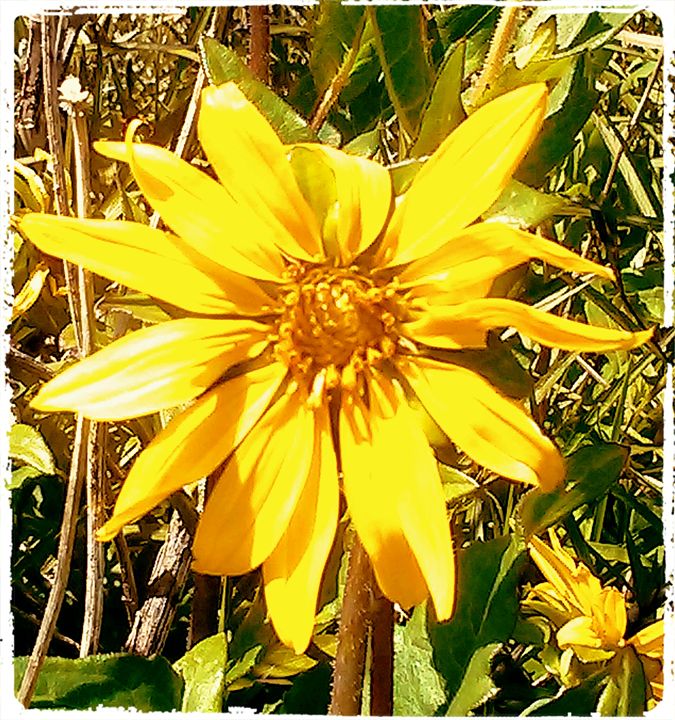Wild Yellow Flower - S.Lane