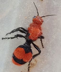 Cow ant