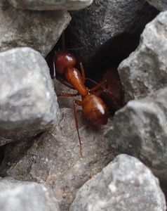 Close up,of a fire ant