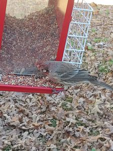 Hurt bird