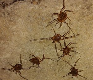 Spiders I found