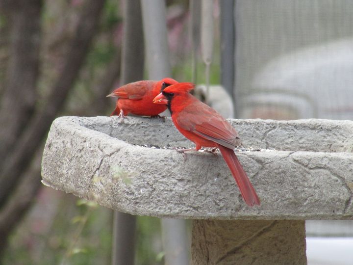 Male cardinals - Amanda