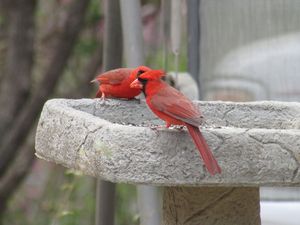 Male cardinals