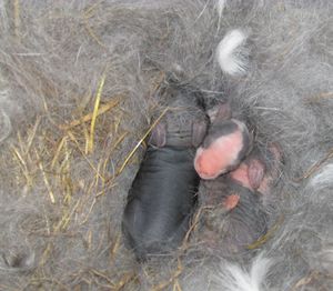 Baby rabbites - Amanda