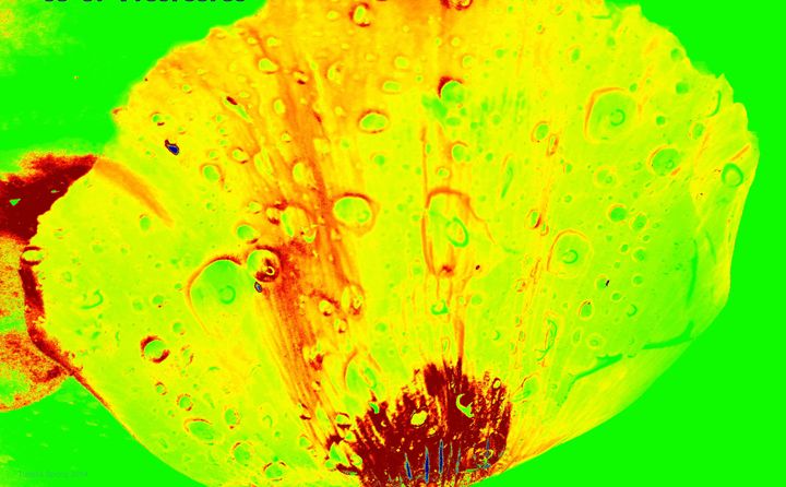 Papaver petal with water drops I - Tussila Spring Fine art