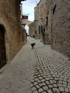 dog in Abruzzo