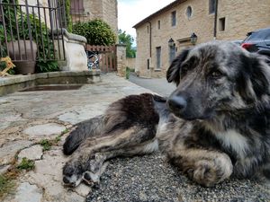 dog in Provence