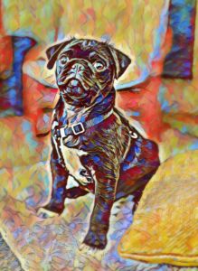 Pug Love