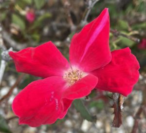greyforaday Red Floral Print
