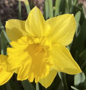greyforaday Yellow Floral Print