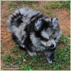 Blue Merle Pomeranian Puppy