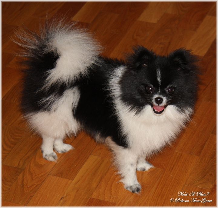 Droll Pomeranian Puppies Black And White