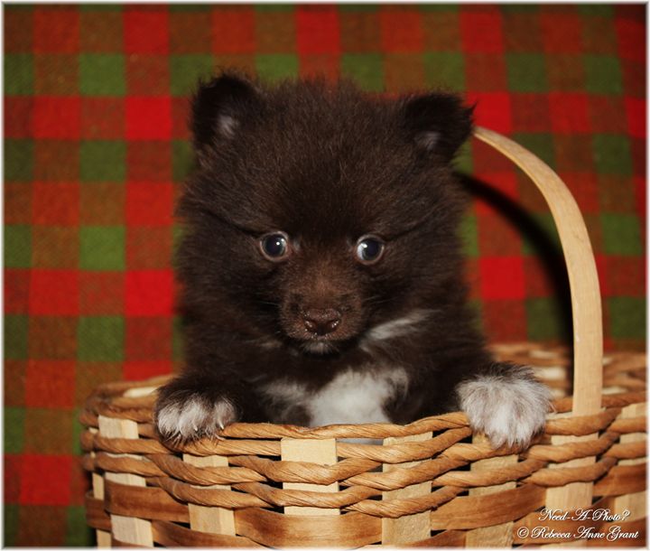chocolate pomeranian puppy