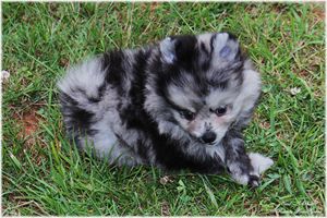 Blue Merle Pomeranian Puppy