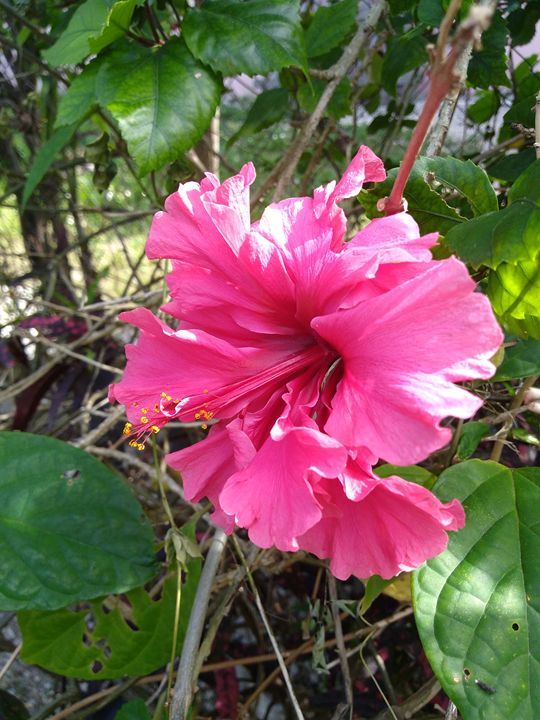 Bahamian pink hibiscus - Kaye's Kreations - Photography, Flowers ...