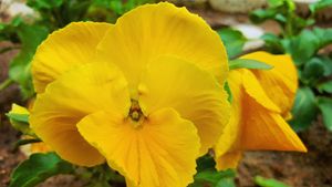 Yellow Flower - Photography