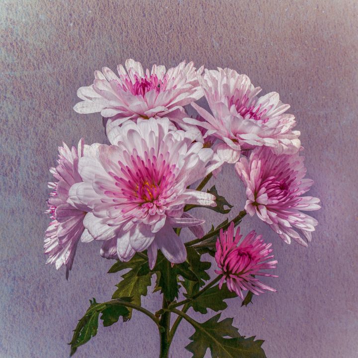 Chrysanthemums V06 - Raveen Hanwella