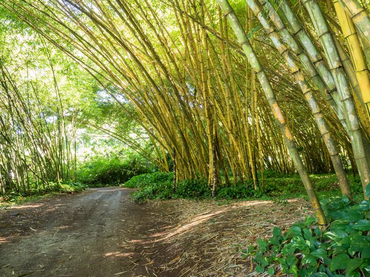 Bamboo Field Along Hawaiian Walkway - James Richardson Photography ...