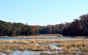 Marsh in Jamestown