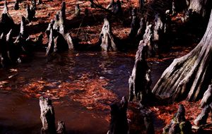 Eerie Stumps at the Grotto