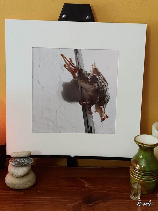 The Frog - Masha Rosela Photography