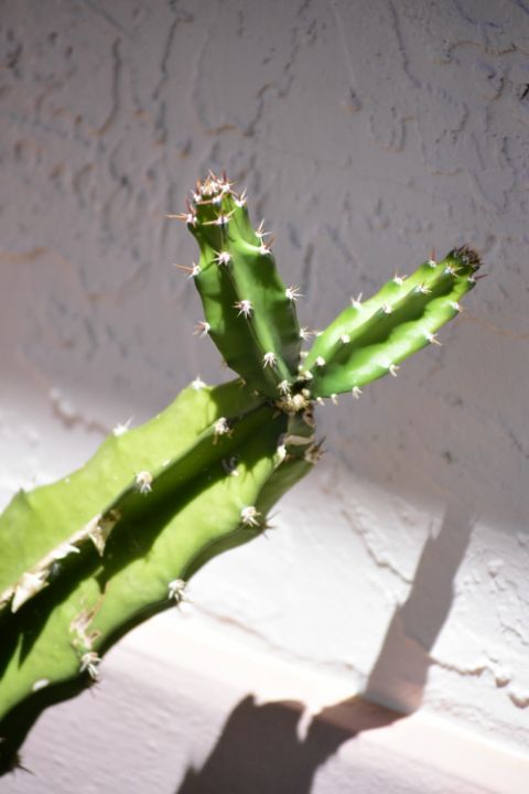 dracaena steudneri Dracaena steudneri
