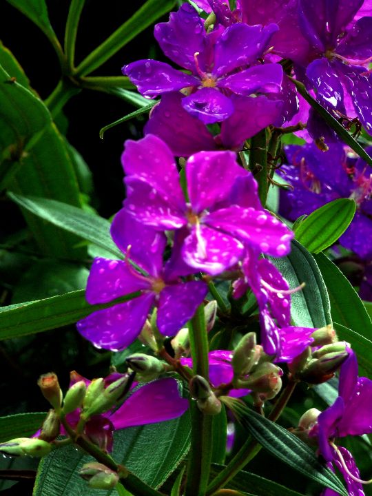 Tibouchina Brazilian Spider Flower - chrismercerimages - Photography,  Flowers, Plants, & Trees, Trees & Shrubs, Other Trees & Shrubs - ArtPal