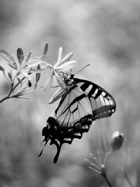 Monochrome Insects Swallowtail Butterfly Monochrome - chrismercerimages - Photography ...