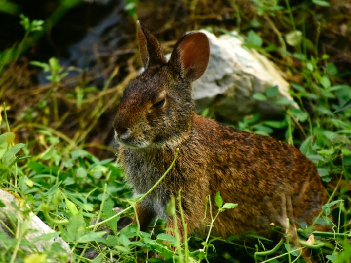 Lakefront Park Wild Rabbit - chrismercerimages - Photography, Animals ...