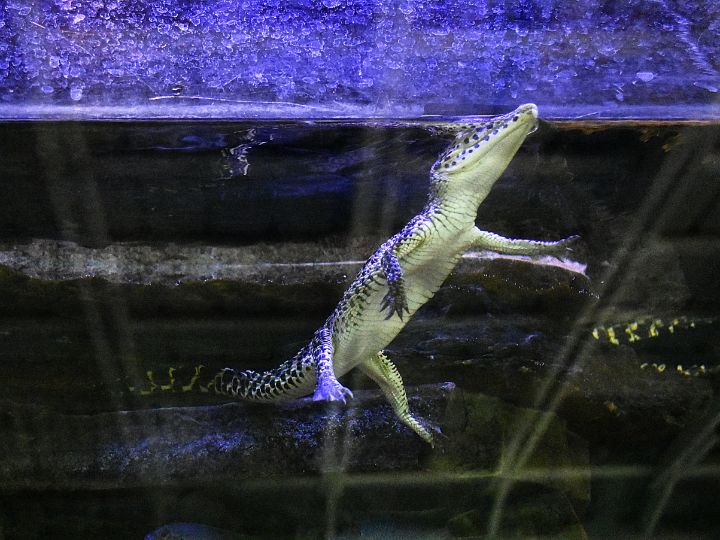 Crocodile Surfacing Gracefully Under - chrismercerimages - Photography ...